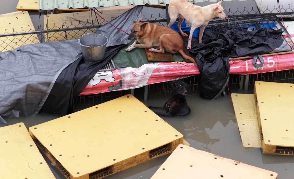 ▲台南黃媽媽狗園淹水！受到西南氣流影響，台南連日下起豪雨，位於地勢低窪區的黃媽媽狗園也出現災情，有狗狗泡在水中不斷發抖，畫面看了十分心疼。（圖／台灣動物緊急救援小組提供）