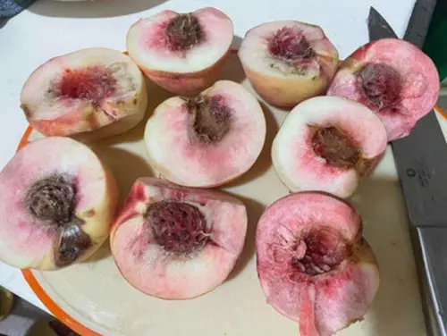 桃園拉拉山買水蜜桃32顆「24顆爛的」！苦主曬慘況：太相信台灣人
