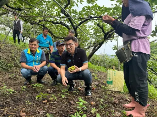 甜柿掉滿地　江啟臣：損失嚴重應全品項補助
