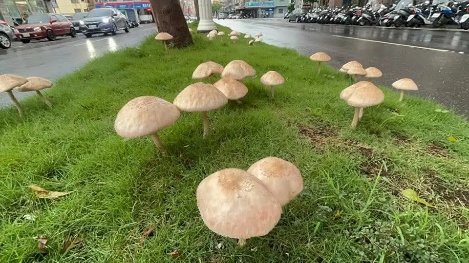 ▲連日降雨與高濕度會幫助蕈菇生長，像是日前高雄鳳山區鳳南路前的分中央分隔島，上面就長了成群的蕈菇。（圖／翻攝高雄美食地圖）