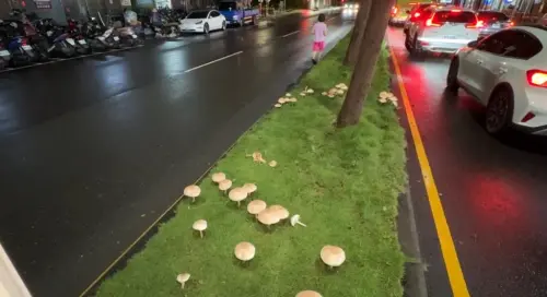 ▲在高雄鳳山鳳南路的分隔島，看到大量的白色菇菇冒出頭來，而且有許多還看起來相當大朵，吸引了無數高雄人拍下奇景。（圖／翻攝高雄美食地圖）