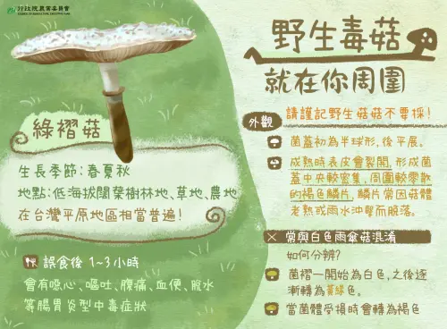▲綠褶菇在台灣野外林間、田埂邊和草原上都很常見，特別是下過大雨之後更是大量生長。（圖／農業部）