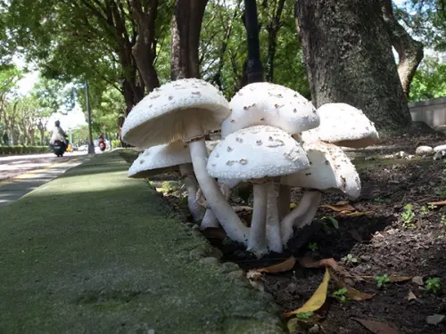 ▲國立自然科學博物館也表示，綠褶菇是台灣的毒菇狀元，常在春、夏季雨後春筍 般整群在草地或灌叢下出現。（圖／國立自然科學博物館）