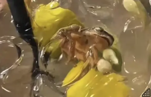 ▲死青蛙漂浮在飲料裡。（圖／翻攝自星洲網）