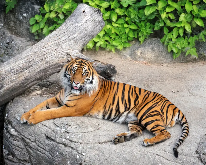 丹麥動物園籲民眾捐寵物！給肉食性猛獸當大餐　還原自然食物鏈