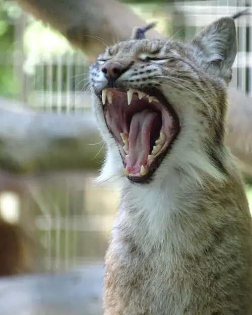 ▲丹麥「奧爾堡動物園」(Aalborg Zoo)園內的肉食性動物長年來一直以體型較小的牲畜為食。(圖/翻攝自奧爾堡動物園臉書) ▲丹麥「奧爾堡動物園」(Aalborg Zoo)園內的肉食性動物長年來一直以體型較小的牲畜為食。(圖/翻攝自奧爾堡動物園臉書)