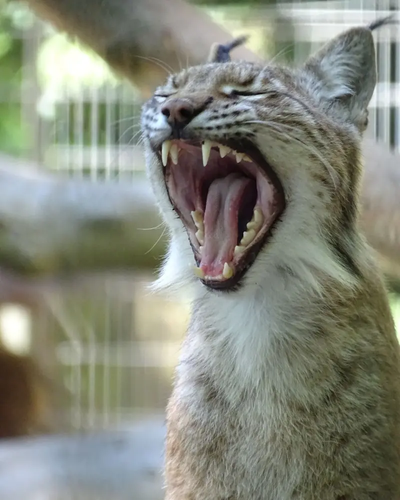 ▲丹麥「奧爾堡動物園」(Aalborg Zoo)園內的肉食性動物長年來一直以體型較小的牲畜為食。(圖/翻攝自奧爾堡動物園臉書)
