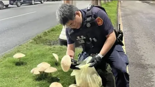 警察拿著白色塑膠袋摘除蕈菇。(圖/翻攝畫面) ▲警察拿著白色塑膠袋摘除蕈菇。(圖/翻攝畫面)