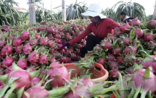 越南火龍果遇三重危機！農損、市場萎縮、認證卡關　出口額腰斬

