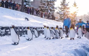 ▲山富旅遊已經開始推出12月及明年的賞雪行程，北海道企鵝漫步超夯！跟團目前最低約在4萬8000元左右。（圖/山富旅遊官網）