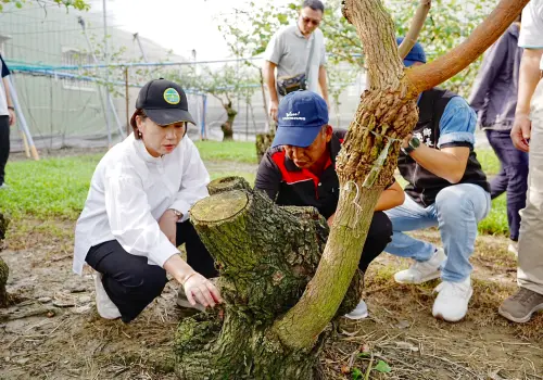 高樹鄉農損勘查,檸檬與蜜棗災損面積皆為55公頃,損失分別為698萬元及逾1,000萬元 ▲高樹鄉農損勘查,檸檬與蜜棗災損面積皆為55公頃,損失分別為698萬元及逾1,000萬元。(圖/屏東縣府提供)