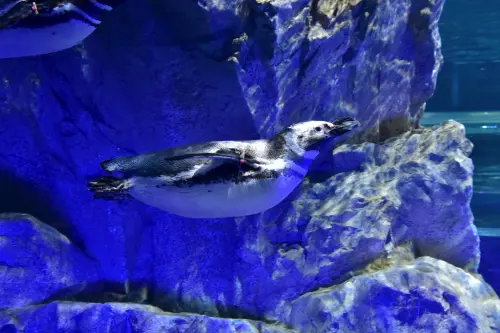 ▲台中海洋館的2樓企鵝展示區為台中海洋館最受矚目的特色展區，是「全台首創開放式展示」。（圖／台中市政府提供）