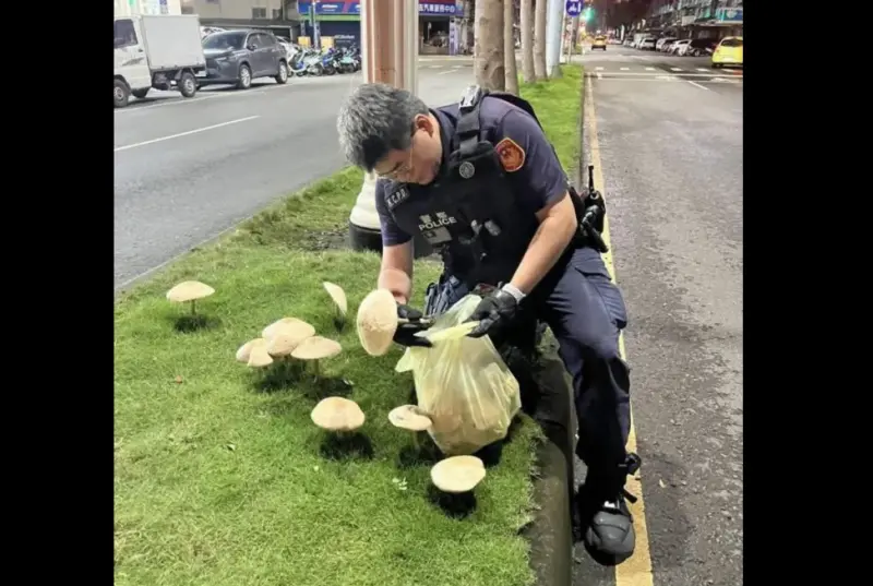 ▲高雄馬路分隔島長出香菇，員警出手拔除。（圖／翻攝羅友志臉書）