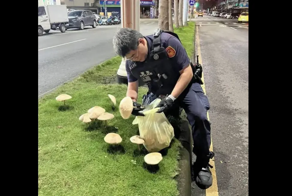 ▲高雄馬路分隔島長出香菇，員警出手拔除。（圖／翻攝羅友志臉書）