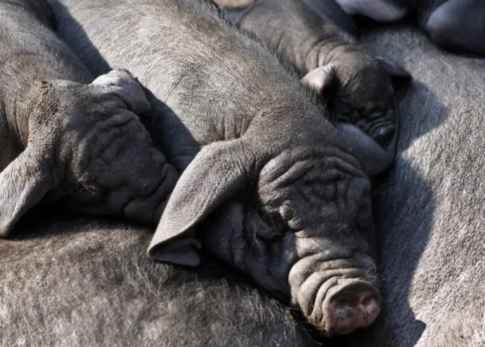 ▲越南的非洲豬瘟疫情日益嚴重，短短兩週內染病豬隻的數量增加了兩倍多。（圖／取自Pixabay）