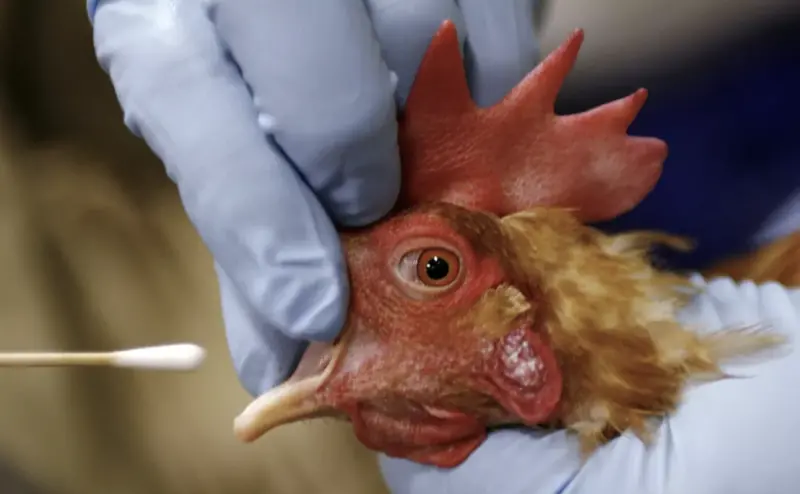 ▲柬埔寨爆發H5N1禽流感疫情，引發泰國高度警戒。（圖／美聯社／達志影像）