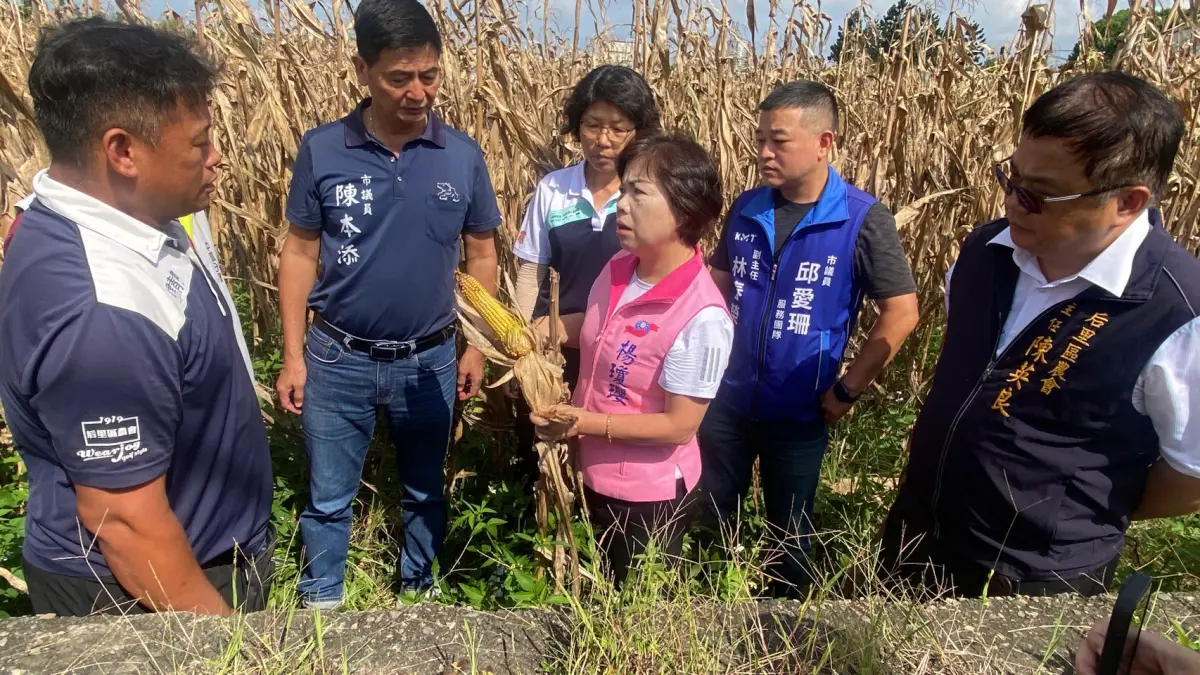 ▲中市后里區農業災情嚴重，立委楊瓊瓔會同農糧署中區分署等單位前往多處農田實地勘查(圖／楊瓊瓔服務處提供2025.8.6)