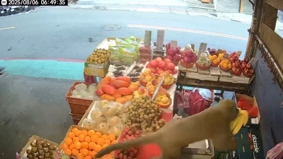 ▲新北竹圍水果攤遭猴子偷走一串香蕉。（圖／翻攝Threads＠aaronnnn.nn）