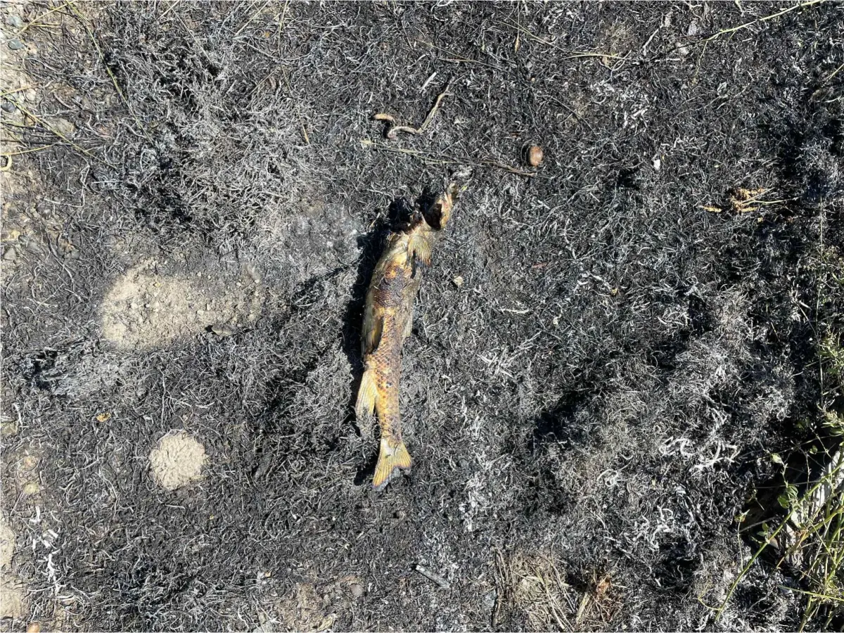 ▲加拿大阿什克羅夫特鎮（Ashcroft）日前發生一起離奇事故，電線桿附近的一場火災導致當地短暫停電，消防人員認為肇因是一條被魚鷹從高空扔下的魚。（圖／翻攝自Ashcroft Fire Rescue的臉書）