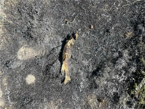 停電真相笑翻！鳥把魚扔上電線釀災　消防員打趣：可能想吃烤魚
