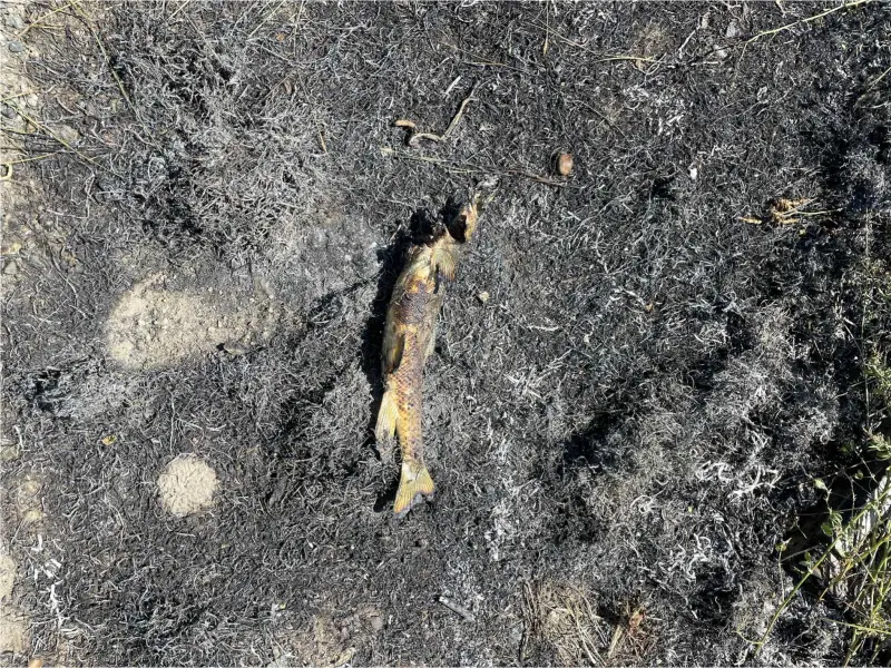 ▲加拿大阿什克羅夫特鎮（Ashcroft）日前發生一起離奇事故，電線桿附近的一場火災導致當地短暫停電，消防人員認為肇因是一條被魚鷹從高空扔下的魚。（圖／翻攝自Ashcroft Fire Rescue的臉書）