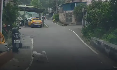 狗狗獨自跑出門！巷弄內被車撞身亡　飼主「1句話」慘遭重罰1萬5
