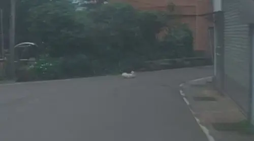 ▲狗狗被轎車撞過之後，倒臥在路上奄奄一息。（圖／新北市動保處）