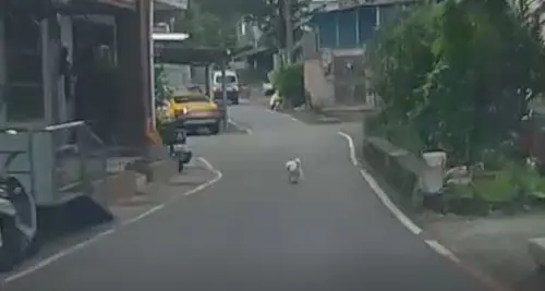 ▲飼主在警方筆錄時，聲稱狗狗平時就會自己出外便溺，後續被動保處約談時才改變說法。（圖／新北市動保處）