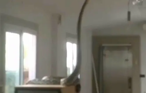 影／5公尺巨蟒獵捕家貓！「超大蛇闖空門」影片曝　主人回家嚇傻
