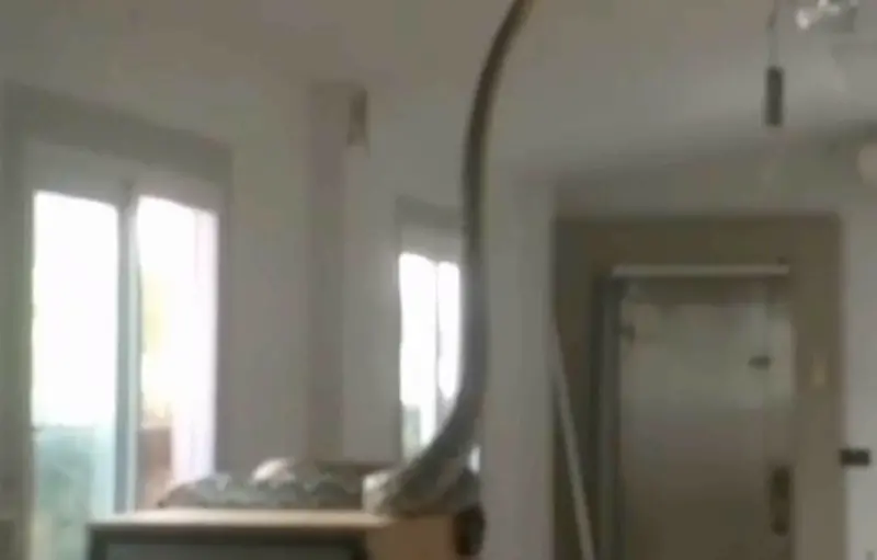 ▲一名泰國人回家時發現有隻五公尺長的巨蟒闖入家中，試圖吞食寵物貓。（圖／翻攝自影片）