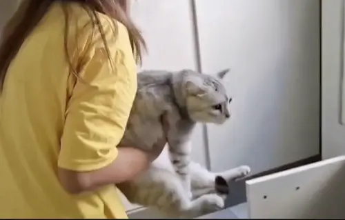 ▲蛇闖入後家中三隻蘇格蘭摺耳貓（Scottish Fold）和其他七隻貓咪都驚恐地蜷縮在角落，主人趕緊先救起貓咪。（圖／翻攝自影片）