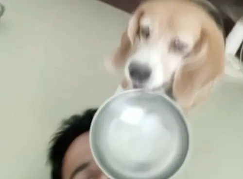 影／拿碗砸主人臉！肚子餓狗狗爆笑舉動爆紅　泰國飼主超無奈
