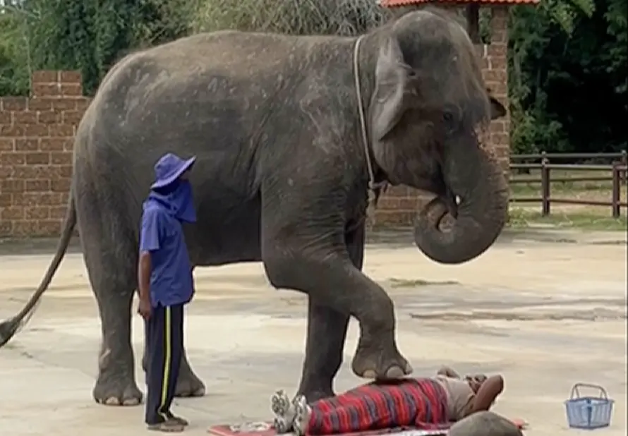 ▲一名旅遊影音創作者蘭娜西亞（Lennasia）在泰國參加一場大象表演活動時，意外成為現場焦點。（圖／翻攝自影片）