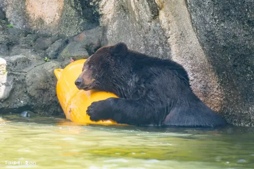 ▲推估今年至少已24歲的棕熊「小喬」，是在2006年由政府從馬戲團查緝沒入後送至台北市立動物園，為園內一員已經有19年。（圖／台北市立動物園）