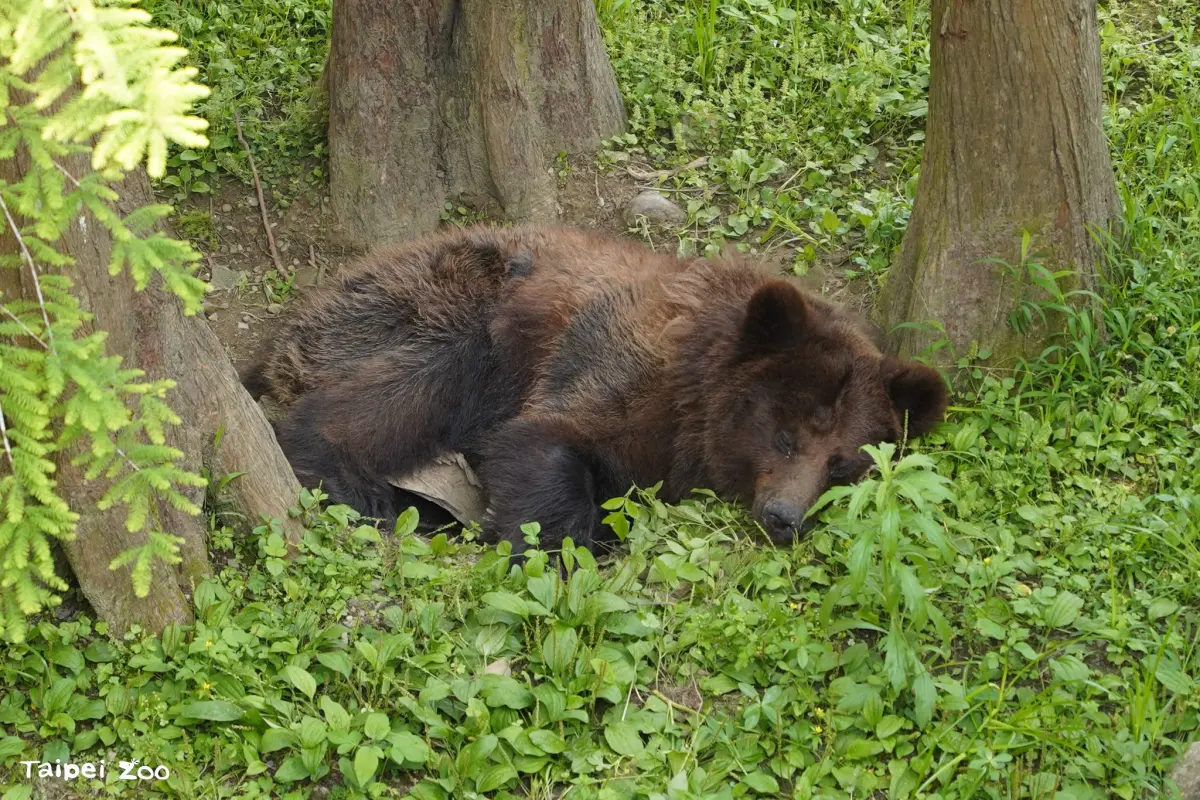 ▲台北市立動物園的棕熊「小喬」近期開始出現喘促、精神與食慾下降等症狀。（圖／台北市立動物園）