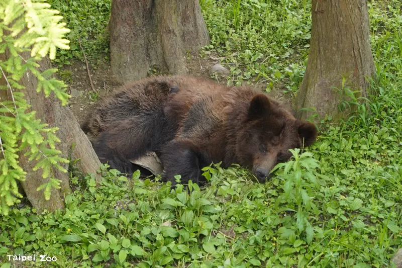 ▲台北市立動物園的棕熊「小喬」近期開始出現喘促、精神與食慾下降等症狀。（圖／台北市立動物園）