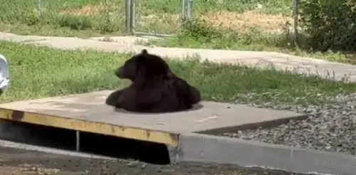 影／下水道猛獸出沒！黑熊從人孔蓋探頭　急竄出落跑嚇壞民眾
