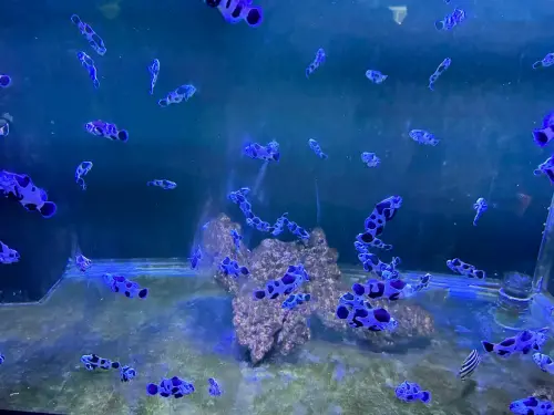 ▲潮境智能海洋館中的招牌魚「熊貓小丑魚」。（圖／Google評價）