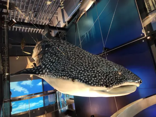 ▲基隆海科館有「主題館」、「海洋劇場」、「區域探索館」、「潮境智能海洋館」等四大展館。（圖／Google評價）