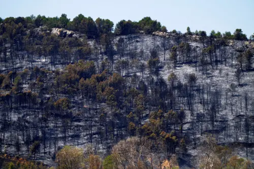 ▲被燒焦的樹木、樹林。（圖／美聯社／達志影像）