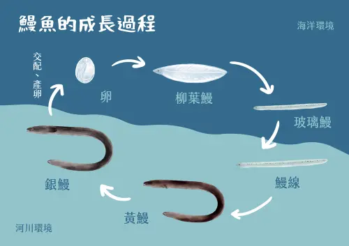 ▲鰻魚在各個成長時期的樣貌都很不一樣，與牠的生活環境的變化關係密切。（圖／食農教育資訊整合平臺moa.gov.tw）