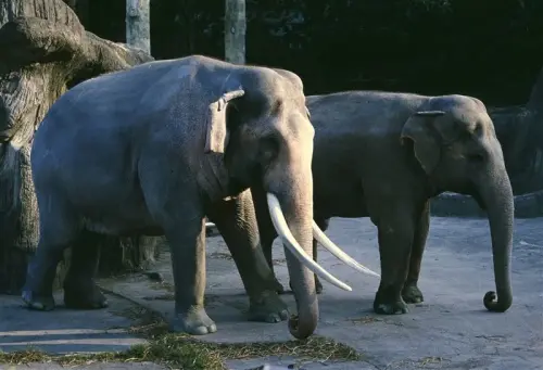 今日歷史／8月12世界大象日！「林旺馬蘭」的愛情曾逼哭全台灣人
