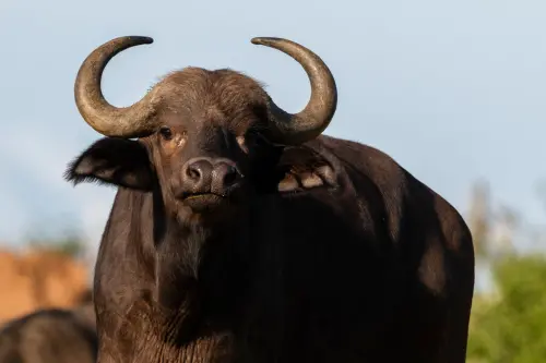 獵人變獵物！美國富豪南非狩獵身亡　慘死非洲水牛角下
