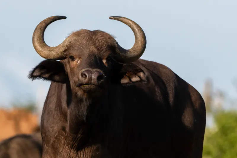 ▲來自美國德州的富豪獵人沃特金斯（Asher Watkins）近日在南非進行狩獵時，遭到當地的非洲水牛（Cape Buffalo）襲擊，沃特金斯被牛角重創身亡。示意圖，非當事牛。（圖／美聯社／達志影像）