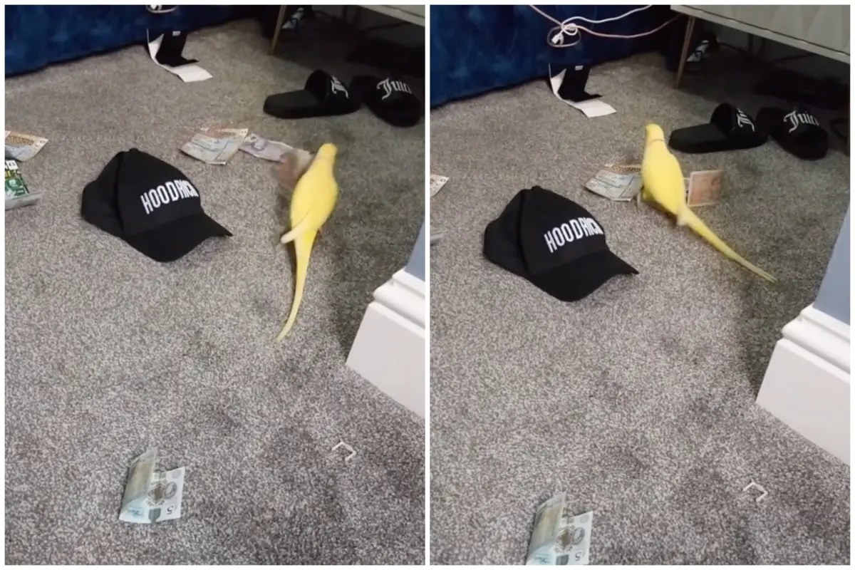 ▲一隻會說話的鸚鵡成為英國警方破獲15人販毒集團的「關鍵線人」，鸚鵡口中的「two for 25」正是毒販在街頭交易時喊價的術語，成為破案證據。（圖／翻攝自Lancashire Police的臉書）