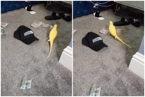 鸚鵡喊「2份25」害慘主人！販毒集團團滅　15人刑期加總破百年
