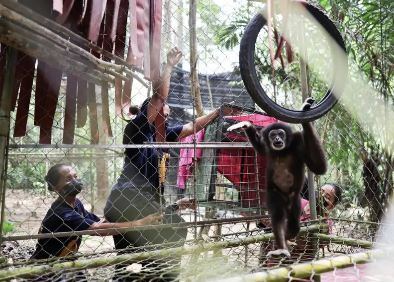 ▲馬來西亞7名來自閃邁族（Semai）的女子，投身野生動物保護工作。（圖／路透社／達志影像）