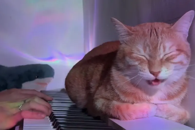 ▲原PO日前和巧虎合唱〈學貓叫〉，並將影片PO上網，超萌畫面曝光後，瞬間吸引78萬次點閱。（圖／翻攝自Threads＠li7_l17）