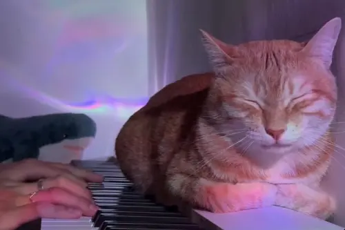 ▲（圖／翻攝自Threads＠li7_l17）