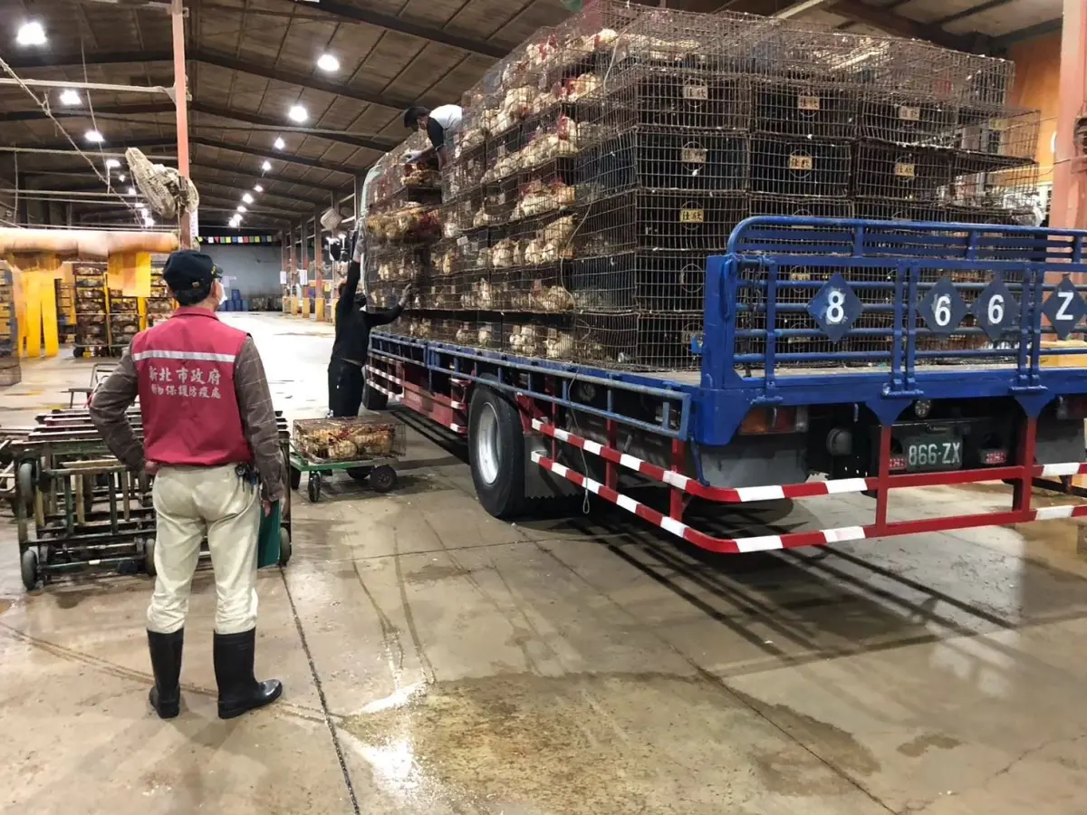 ▲防疫人員查核新北禽動物運送人員證。（圖／新北動保處）